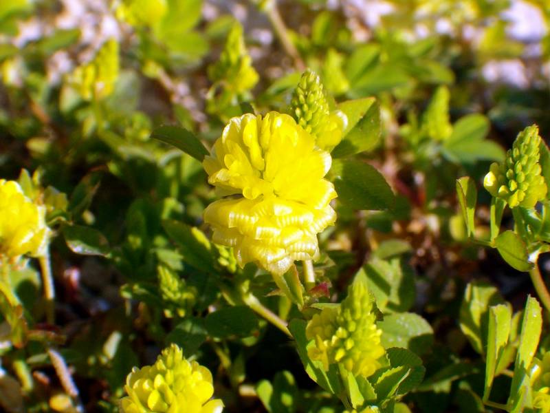 Bunias erucago, Sisymbrium officinale e Trifolium campestre